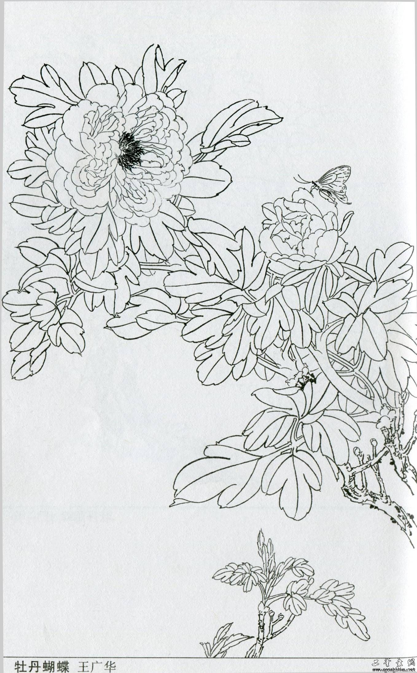 62.jpg